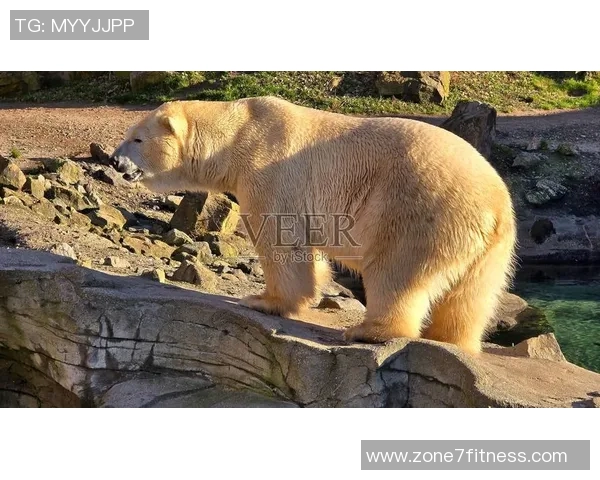 灰熊栖息地及生态环境变化对其生存现状和保护策略的影响分析